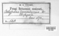 Fomes fomentarius image